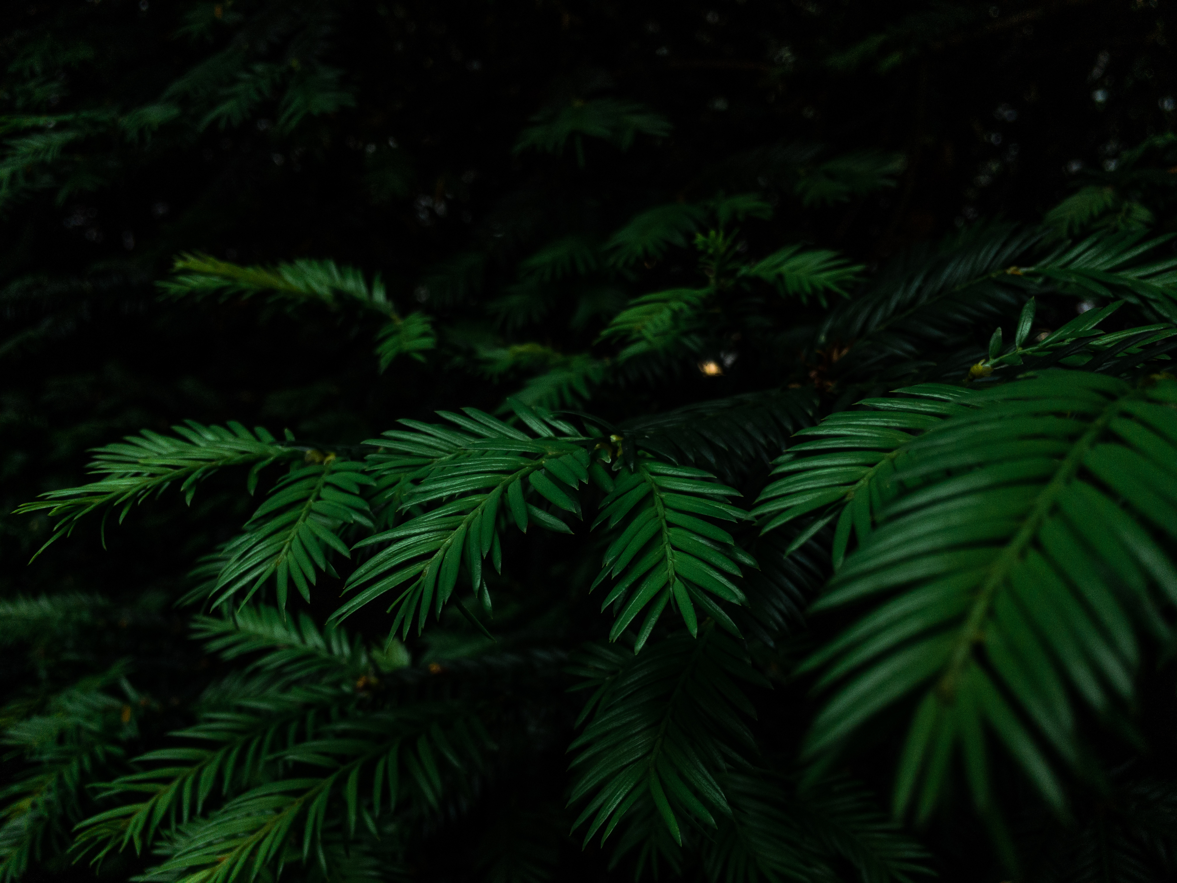 Schweiz swiss botanicals zurich switzerland photographer 001