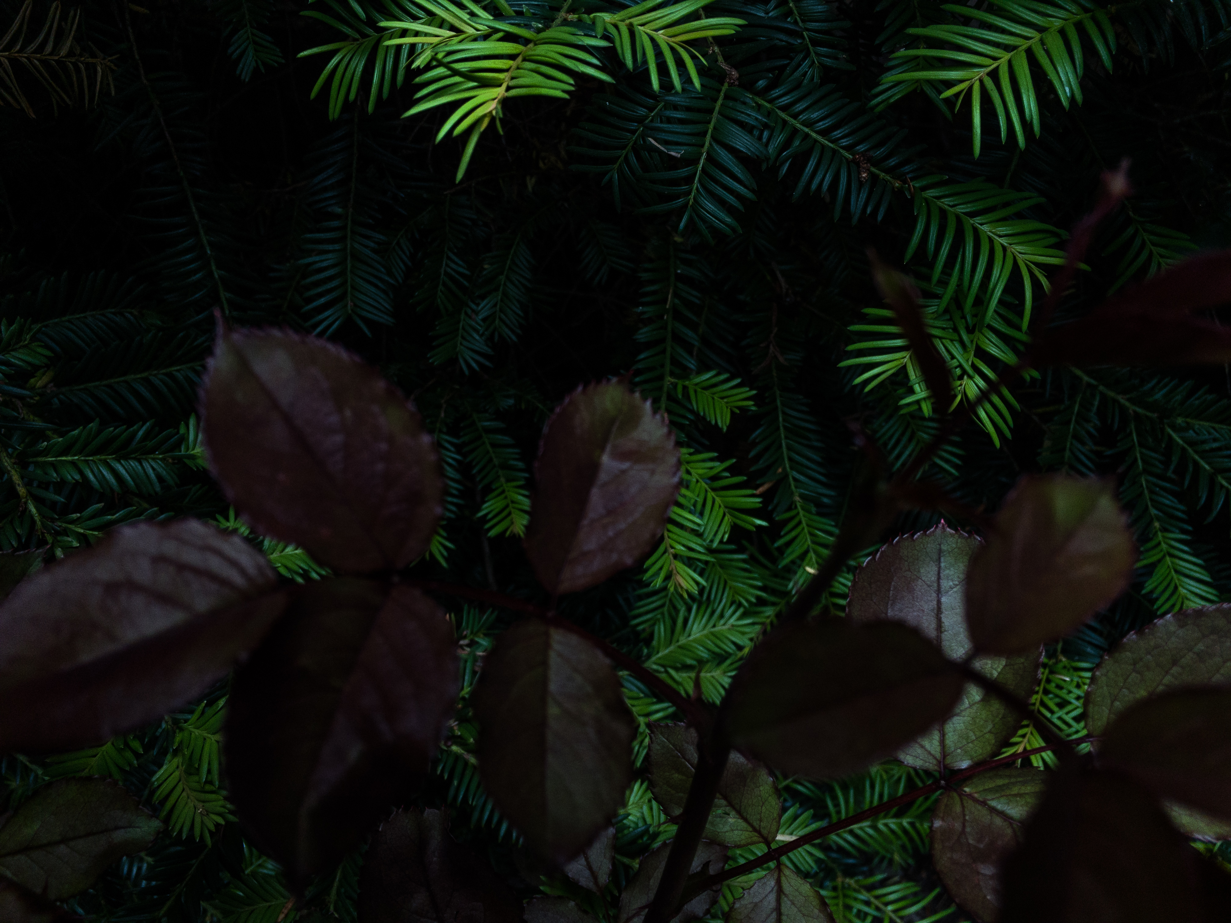 Schweiz swiss botanicals zurich switzerland photographer 002