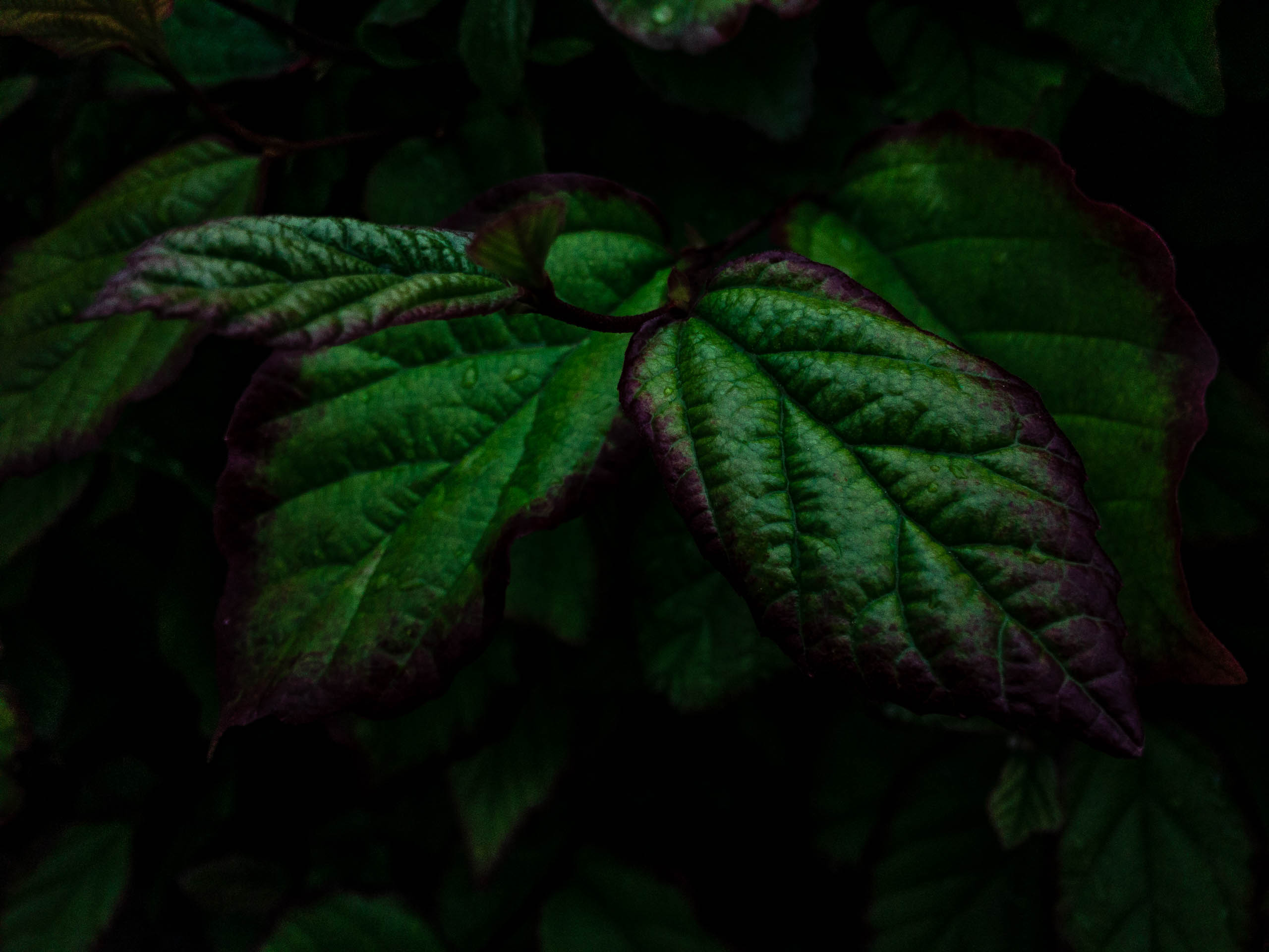 Schweiz swiss botanicals zurich switzerland photographer 006