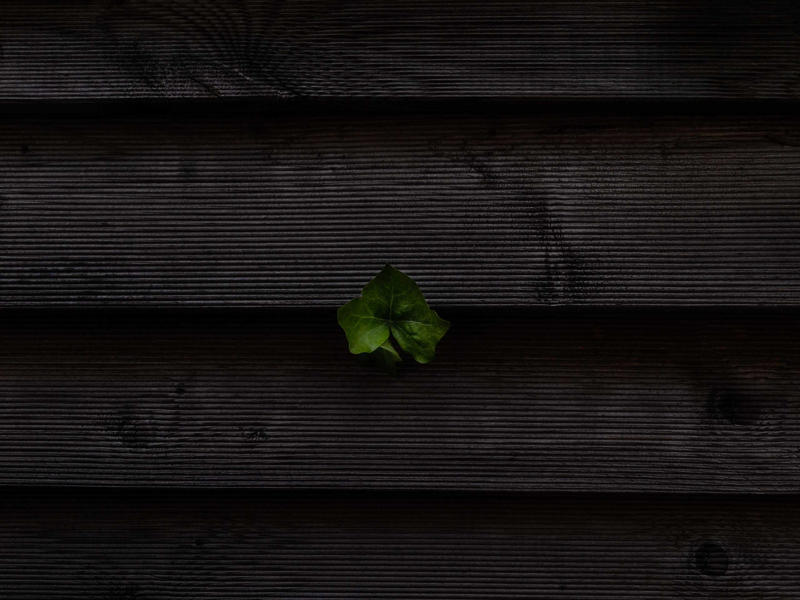 Schweiz swiss botanicals zurich switzerland photographer 007